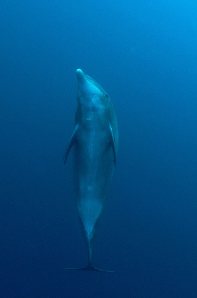 056 dolphins, galapagos.jpg